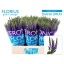product/img.ozexport.nl/2706-60-LIVE_fotos-0xBADFE9E149D54BC8FA09153EFFCDBD1FF9E8AC16.jpg
