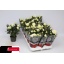 product/img.ozexport.nl/27128-510-LIVE_fotos-0xF59F8E427274A961D624EA7A70DC4B411D332170.jpg