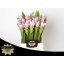 product/img.ozexport.nl/28746-50-LIVE_fotos-0xB62C9CFA7C5B2D9B5AB8213B12047CB390460879.jpg