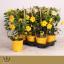 product/img.ozexport.nl/321997-17-LIVE_fotos-0xB3AA270BD6B3DD1ED6606D4E41D4B83B2B5CC5FC.jpg