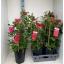 product/img.ozexport.nl/324090-22-LIVE_fotos-0xA0BB37D15D18AE81DCE510D608139CAEB19411D6.jpg