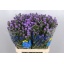 product/img.ozexport.nl/37-60-LIVE_fotos-0xFAFDE21149108D24ABA72F3D4BCE238C10F5187E.jpg