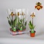 product/img.ozexport.nl/8712345184421-12-LIVE_fotos-0x190B0DEF5FD05D1931DEDD8A897390F0DDD6F610.jpg