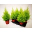 product/img.ozexport.nl/9507-17-LIVE_fotos-0x69941ECD6C706553BE5BA972EF871D7DF89A66AB.jpg