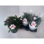 product/img.ozexport.nl/ALS19-LIVE_fotos-0x85817DB2E16A3182EA4A08FBC8249192CED43E58.jpg