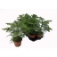 product/img.ozexport.nl/ARA17-LIVE_fotos-0x3215D21D56158FD9367B926A7AABDF84A9A93E5B.jpg