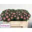 product/img.ozexport.nl/CAL5-LIVE_fotos-0x7BC70401509D07BD4C30E57B49056F4220D645FB.jpg