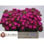 product/img.ozexport.nl/CAL5-LIVE_fotos-0xF29ECAB16D4C2B574750F2FD0E6CFB5AEB5A12F2.jpg