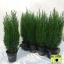 product/img.ozexport.nl/CHAMEL14-LIVE_fotos-0xD2A4ACBCF68AED5D73D0E03EB7019EAD7CEC2DD4.jpg