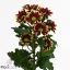product/img.ozexport.nl/CHRHAYY-ART_fotos-VBN110000-vbn110831.jpg