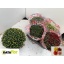 product/img.ozexport.nl/CHRKOL19-LIVE_fotos-0xA676BA3754A441A07980C91615D2AF0D2CB8133D.jpg