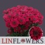 product/img.ozexport.nl/CHRSTRP-LIVE_fotos-0x0B8658FDD27D57BB23B4C868305C730001535093.jpg
