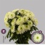 product/img.ozexport.nl/CHRZL7-LIVE_fotos-0x777C3F72C5FE4B5DEB4B8910A50138D447A1B025.jpg