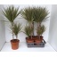 product/img.ozexport.nl/DRAMARBIC21-LIVE_fotos-0x2A03F8D0392C4132FB570C1396990E82CD775F69.jpg