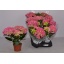product/img.ozexport.nl/HYDER510-LIVE_fotos-0x3E3C4D70B31298BB02A1A1DE649B57D8FA9970F8.jpg