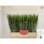 product/img.ozexport.nl/IRIV-LIVE_fotos-0x8C1C5B8A00D361A7C1D2416AA60FCFA420330ED5.jpg