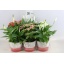 product/img.ozexport.nl/KAM12-LIVE_fotos-0x9DD139BC4FBC72F62C226B085059FDA2E0A74E52.jpg