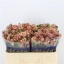 product/img.ozexport.nl/KRANT5-LIVE_fotos-0xE74CBE39D5832D220130C4DDE8A364EDC5517A75.jpg product/img.ozexport.nl/KRANT5-LIVE_fotos-0xE74CBE39D5832D220130C4DDE8A364EDC5517A75.jpg