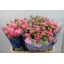 product/img.ozexport.nl/KRMISBUB5-ASSORTI_fotos-MVA-Gsemp - misty bubbles 80cm.jpg