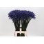 product/img.ozexport.nl/LAGAINT7-LIVE_fotos-0xD7ED182B2AE5AF218C1F8998622CC19C2B70D098.jpg product/img.ozexport.nl/LAGAINT7-LIVE_fotos-0xD7ED182B2AE5AF218C1F8998622CC19C2B70D098.jpg