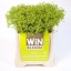 product/img.ozexport.nl/LALC5-ASSORTI_fotos-MVA-Alchemilla Winbloom.jpg