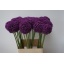 product/img.ozexport.nl/LALLAMB9-LIVE_fotos-0xCBD336B9DD3EA6F66216DDD8F5E2BD53593CB586.jpg