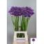 product/img.ozexport.nl/LALLGLA9-LIVE_fotos-0xEE261CC02067C4816E28462AA2B9346538A1F464.jpg