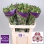 product/img.ozexport.nl/LALSCAS-LIVE_fotos-0xCEECCD79EF179C014A03F70C53563BA72CC7264A.jpg