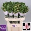 product/img.ozexport.nl/LALSPINF-LIVE_fotos-0x2EEBF0962D8A27E1ADA97A0AC55F677C03AA9937.jpg