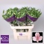 product/img.ozexport.nl/LALSPINF-LIVE_fotos-0xF5BEC20B3C5B805B894423C35B8AC983773C7B96.jpg