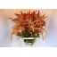 product/img.ozexport.nl/LAMA75HOTB-LIVE_fotos-0xE5447DDBEF8912787FA54F783FD8486CE1D6D2A6.jpg