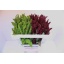 product/img.ozexport.nl/LAMAMIX55-LIVE_fotos-0xAE34D842FAFE93A79ABE7906694B45198677C311.jpg