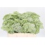 product/img.ozexport.nl/LAMM5-LIVE_fotos-0xBBD8EC15FC72FC1004368668B7006100B8DF4262.jpg