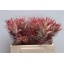product/img.ozexport.nl/LANAl-LIVE_fotos-0x5FDA7857DA4BB5835DD332BD849123876D33D430.jpg