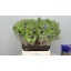product/img.ozexport.nl/LANESI-LIVE_fotos-0xB6CAE7EDFD9136949C6ADB945DB926C99AFBFB1C.jpg