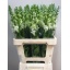 product/img.ozexport.nl/LANTAVIW65-LIVE_fotos-0xB855BC981C67E15354305D7F9A42C84D8B6DCEC1.jpg