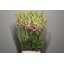 product/img.ozexport.nl/LANTCHER8-LIVE_fotos-0x89EFC699DDC0FCFFCA5847764D0284580D36BCC7.jpg