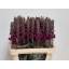 product/img.ozexport.nl/LANTMARR8-LIVE_fotos-0xB5F17A2D474A0387B35B5F1E3D31CDC7E4B227BB.jpg