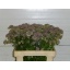 product/img.ozexport.nl/LAST6PINP-LIVE_fotos-0xC15711580FBF766BC60CC086F73441DF2B591D97.jpg