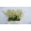 product/img.ozexport.nl/LAST7-LIVE_fotos-0xC4F289B9DAB9BEEF049D3A73ACDFB7C186D1D83B.jpg