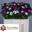 product/img.ozexport.nl/LASTERM-LIVE_fotos-0x6BB7A6558739CF25A03E0144B639825238EE6465.jpg