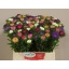 product/img.ozexport.nl/LASTERM-LIVE_fotos-0xE5E9A6FB83B3954D5C14C40680A9A6581D1A1361.jpg