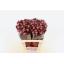 product/img.ozexport.nl/LASTROP6-LIVE_fotos-0x4D0F9FD3720F450D8083CAD532D71A5C4A8A612E.jpg