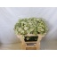 product/img.ozexport.nl/LASTSHA5-LIVE_fotos-0xD20E23F280CF3AD48505C19824B8B6C8DAEB0D71.jpg