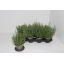 product/img.ozexport.nl/LAV12ARDB-LIVE_fotos-0xCAC9609A91518421F76D3D18DC2A29048445649D.jpg