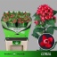 product/img.ozexport.nl/LBOUCOR7-LIVE_fotos-0xAFCDD1222EDE183B4CE67764199281764F3F42B6.jpg