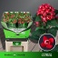product/img.ozexport.nl/LBOUCOR7-LIVE_fotos-0xDF7D49849CB4B7DC3E53FB8529BBC79C6BC656B1.jpg