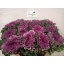 product/img.ozexport.nl/LBRA6FIRL-LIVE_fotos-0x7D6CDC4AD2FD8C2CDB28D36FAC3605264F65564D.jpg