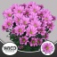 product/img.ozexport.nl/LCHRGP-LIVE_fotos-0x18A4C16EE7742D3D58B0A3F7035F79EA3AF6A09B.jpg