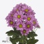 product/img.ozexport.nl/LCHRMEM-ART_fotos-vbn120000-vbn120942.jpg